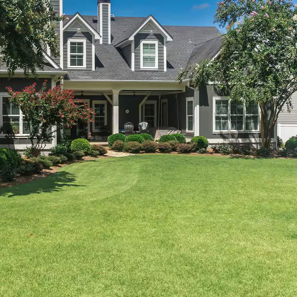 🌿🌟 Four Seasons Evergreen Dwarf Grass Seeds – The Perfect Lawn Companion