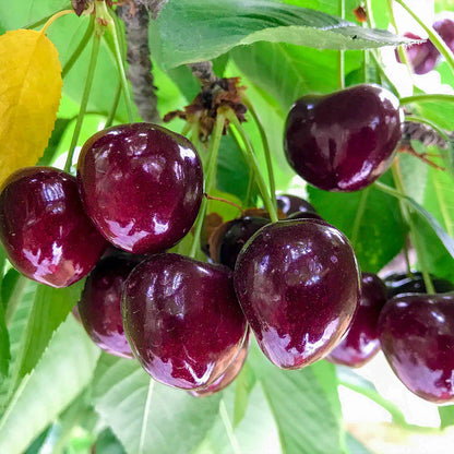 ✨Top Grade & Productive – Chilean Cherry Seeds Straight from Origin🌱