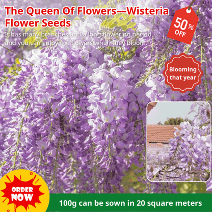 🔥LAST DAY 75% Off🌺Wisteria Flower Seeds – The Queen of Flowers