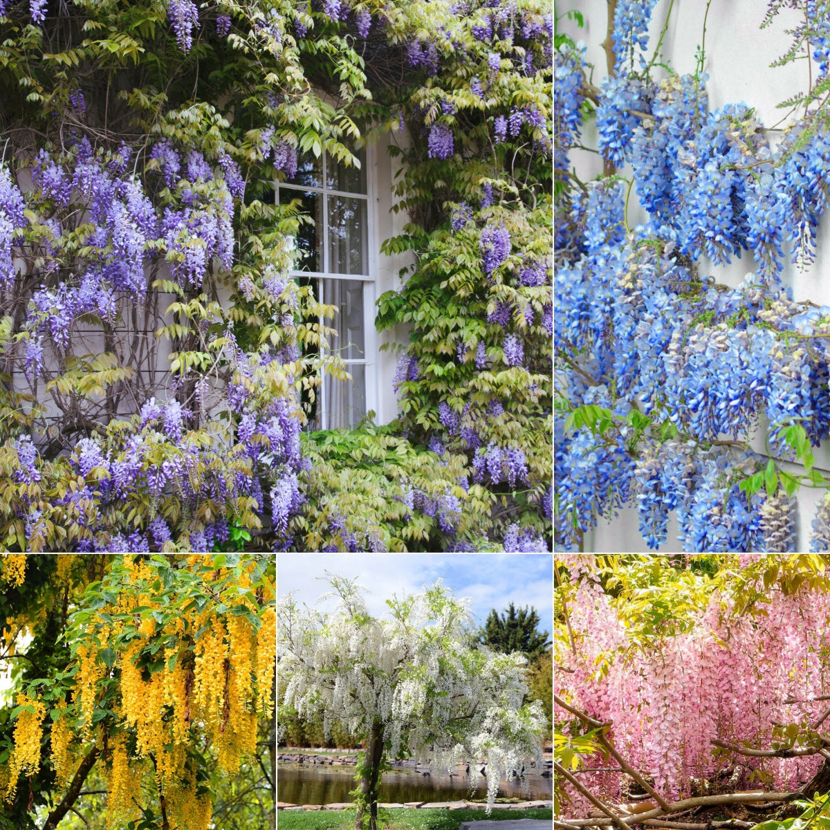 🔥LAST DAY 75% Off🌺Wisteria Flower Seeds – The Queen of Flowers