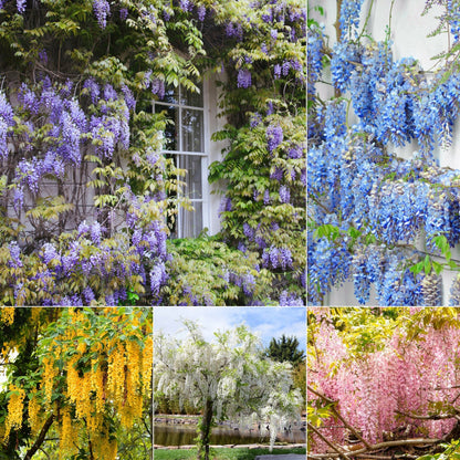 🔥LAST DAY 75% Off🌺Wisteria Flower Seeds – The Queen of Flowers