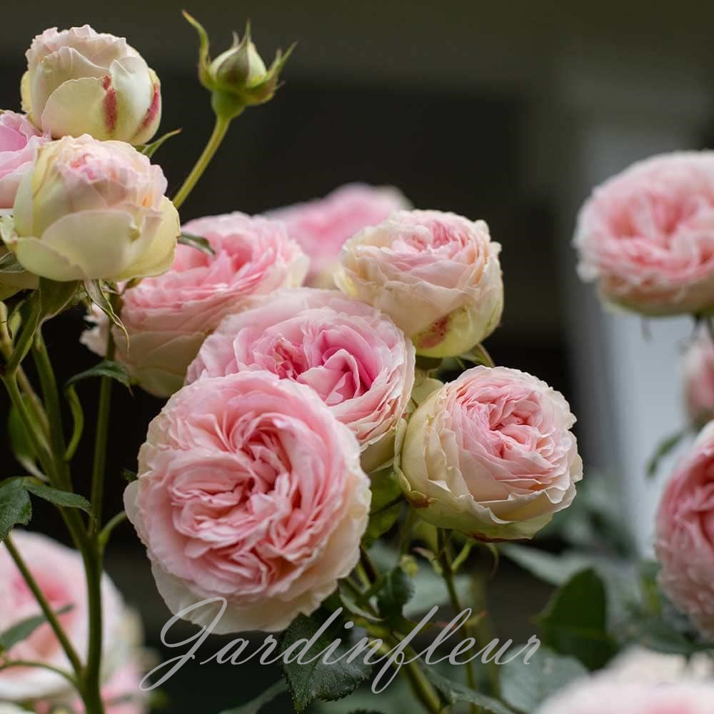 Rose Seeds for Climbing