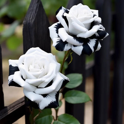 🖤Kuyla Twin Roses – Black & White Seeds