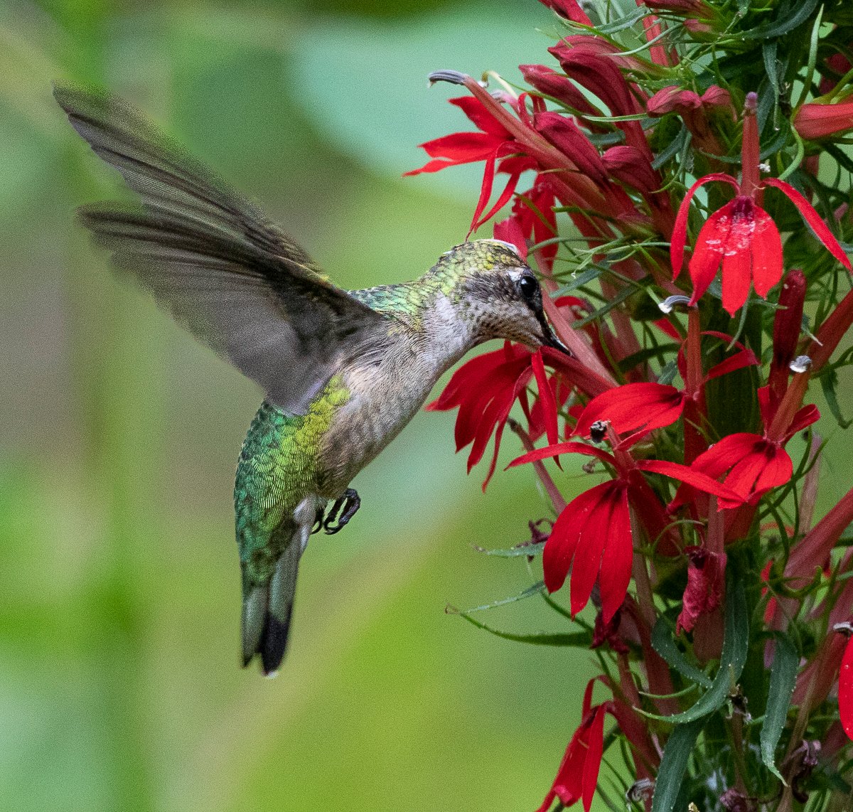 🔥🐦"Hummingbird Carpet"🌸Epilobium garrettii – Rainbow Color Burst 🌈