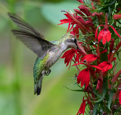 🔥🐦"Hummingbird Carpet"🌸Epilobium garrettii – Rainbow Color Burst 🌈