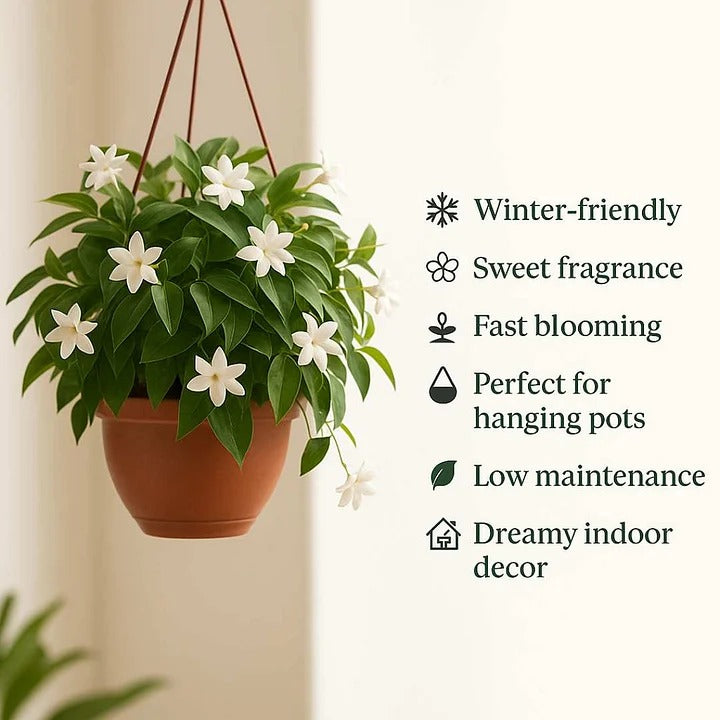 🌸Double Jasmine – LAST DAY 49% OFF Promotion🌸