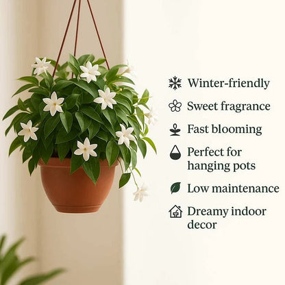 🌸Double Jasmine – LAST DAY 49% OFF Promotion🌸