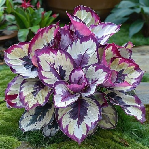 🌿Rare Hosta Seeds – Add Color Variety to Your Space