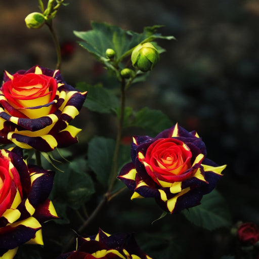 ❄️Rose Seeds – 'Ice Fire Bird' Variety