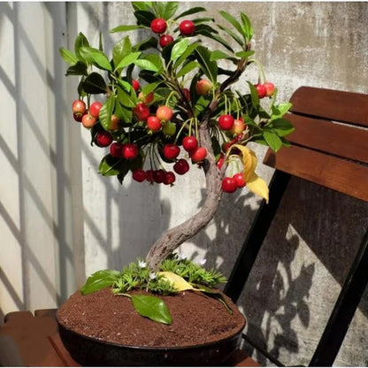 🍒 Premium Sweet Cherry Seeds (New Harvest) – 99% Germination Rate | Pre-Primed for Fast Sprouting