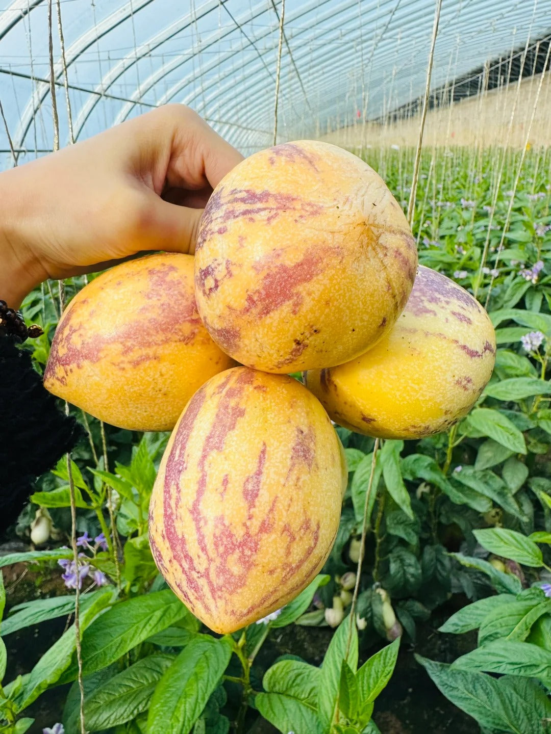 🔥New Arrival – Ginseng Berry Seeds