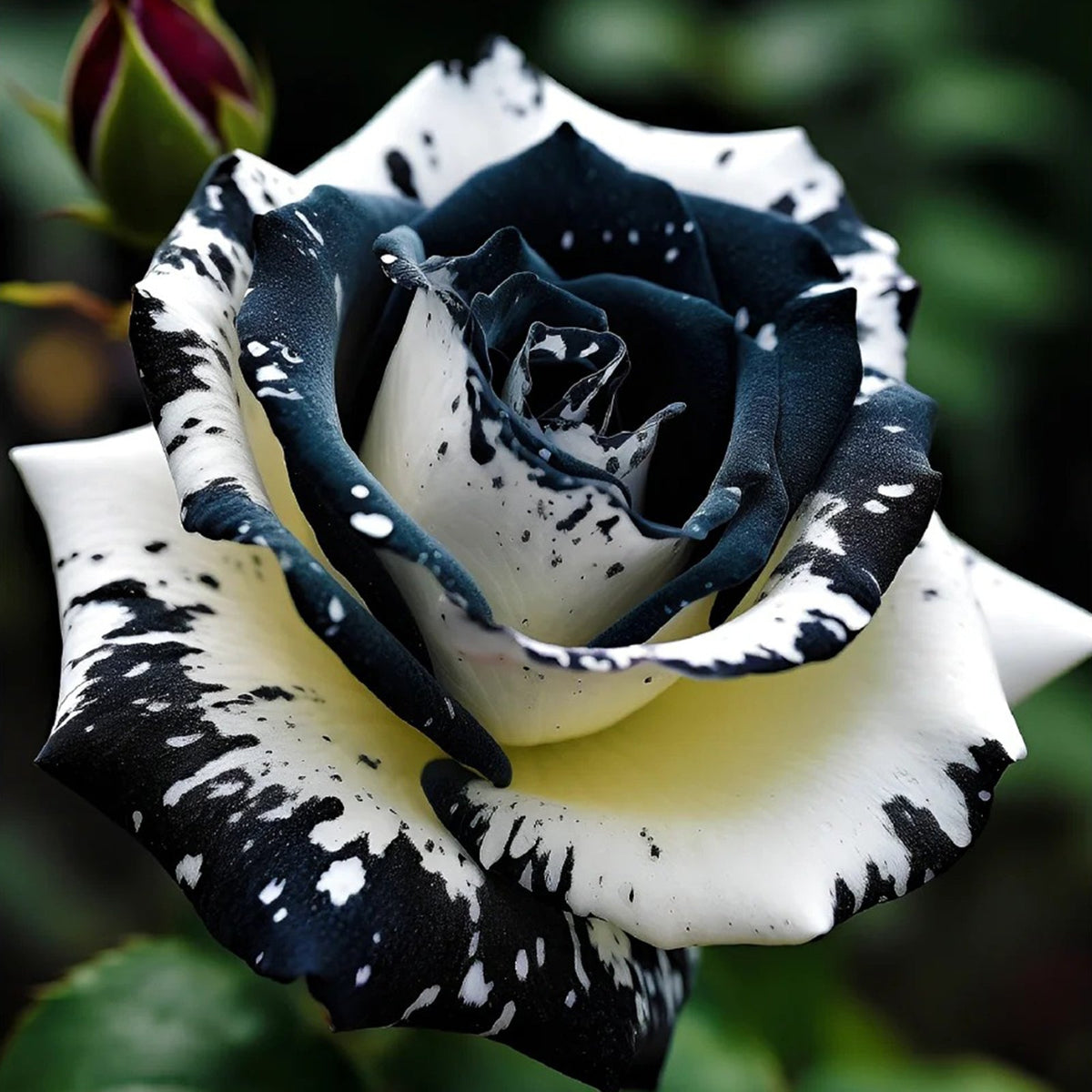 🖤Kuyla Twin Roses – Black & White Seeds