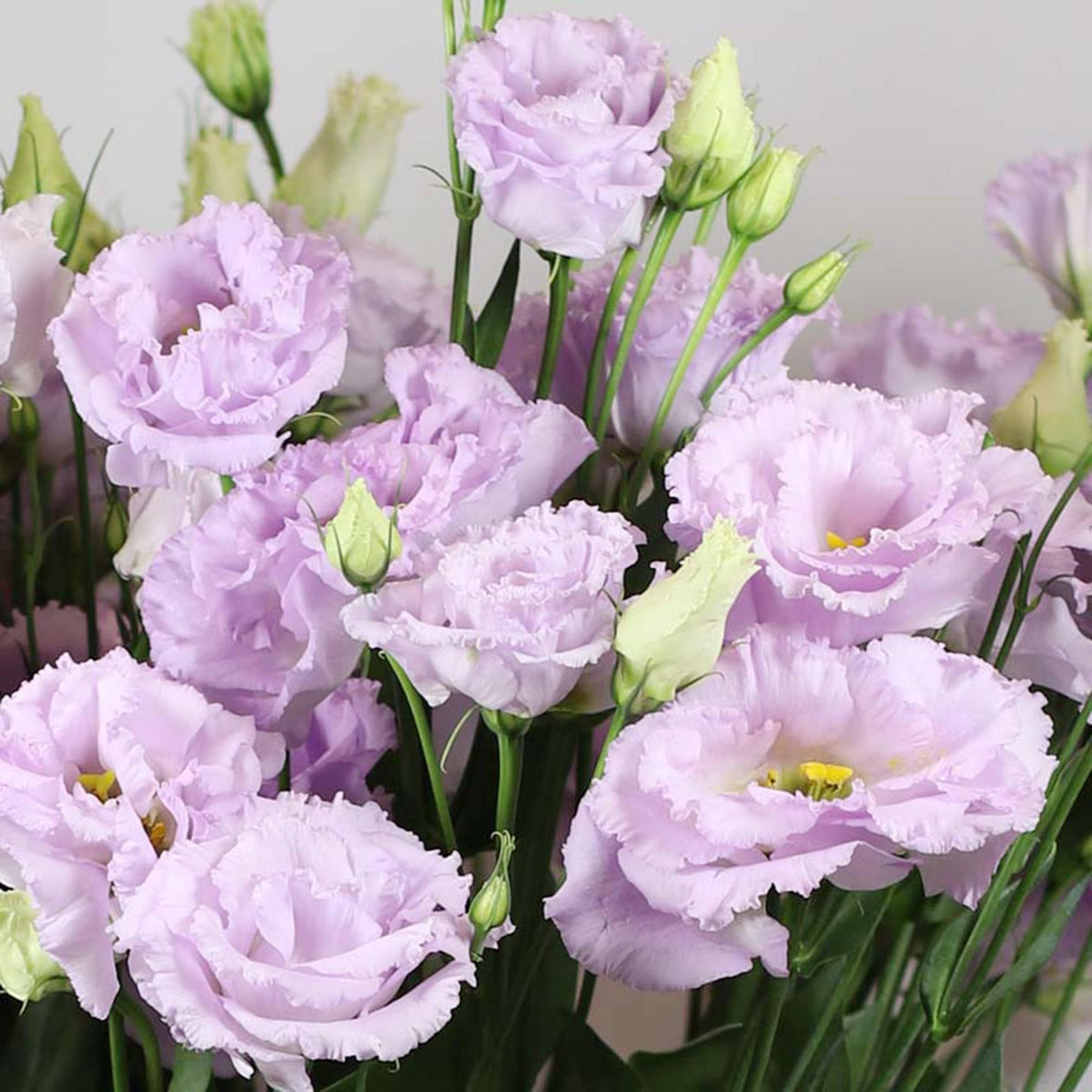 🌼Lisianthus Seeds – Perennial & Long-Flowering