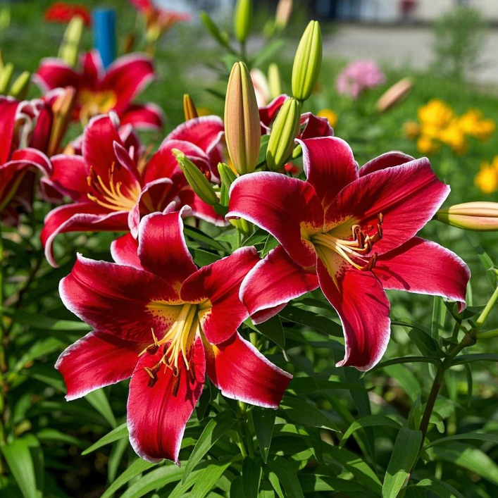 🌺Fresh Sweet Perfume Lily Bulbs