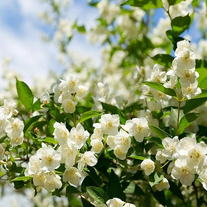 🌸 Jasmine Potted Plant – LAST DAY 49% OFF Promotion
