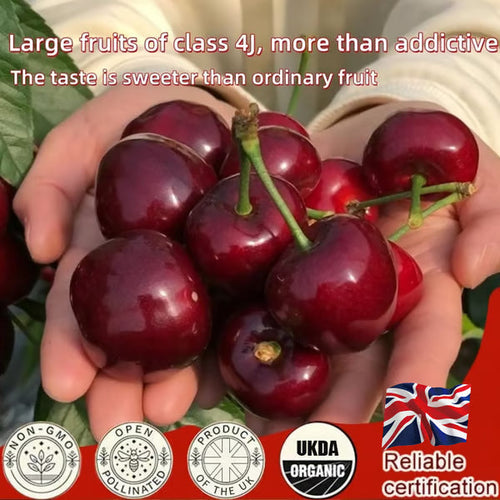 🍒 Premium Sweet Cherry Seeds (New Harvest) – 99% Germination Rate | Pre-Primed for Fast Sprouting