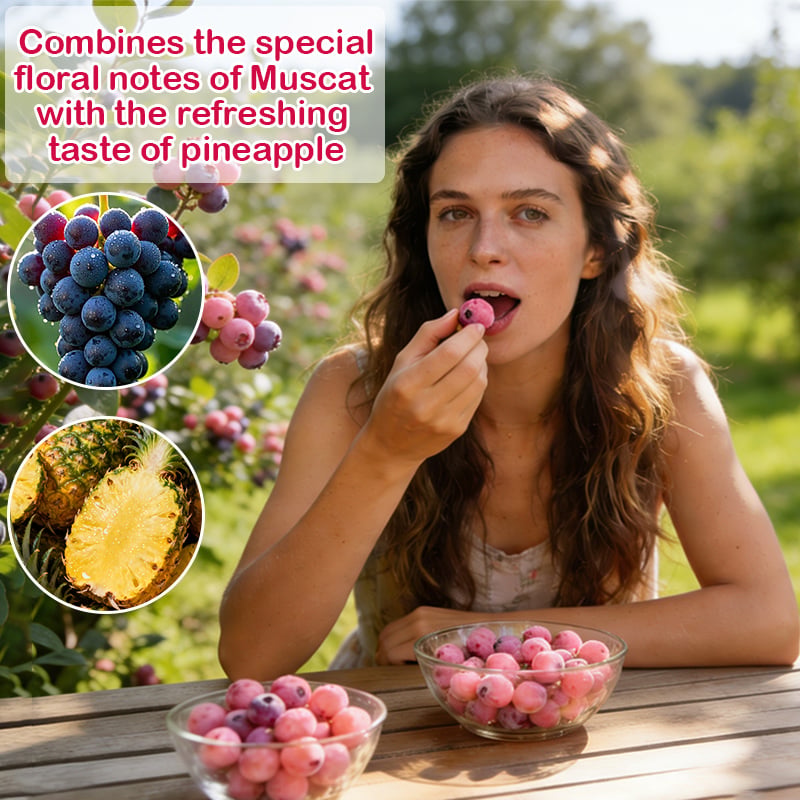 🔥50K+ SOLD!💟Premium Pink Blueberry Seeds – 😋A Uniquely Delightful Flavor
