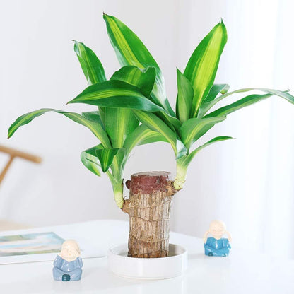 🎁Lucky Plant🪴Brazilian Wood🔥Top Bonsai Seller of 2026