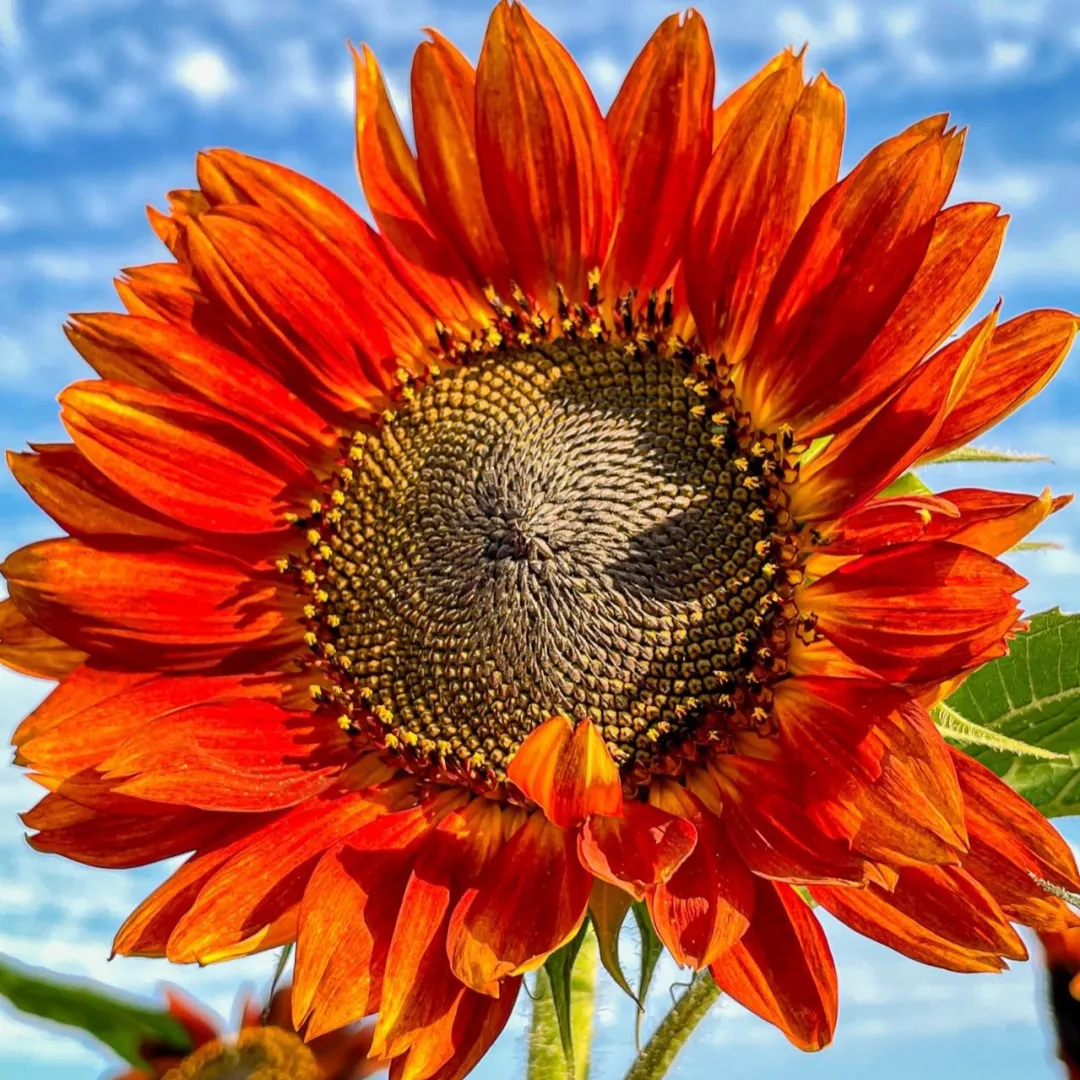 🌻 Colorful Sunflower Mix Seeds ✨ Grow a Bright, Vibrant Garden Easily