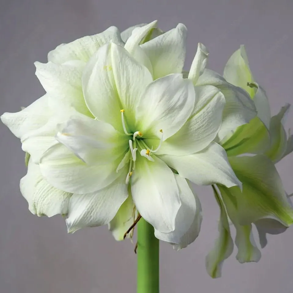 💥😍Rare Double-Petaled Amaryllis Bulbs