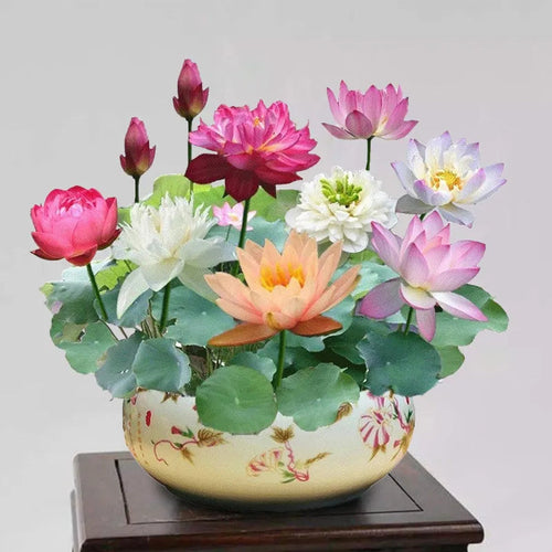🎁50% Discount🌺Sacred Lotus Flower for Bonsai