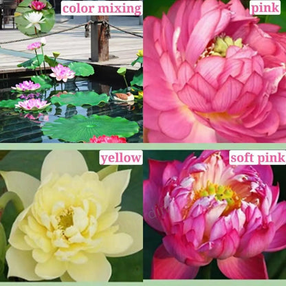 🎁50% Discount🌺Sacred Lotus Flower for Bonsai