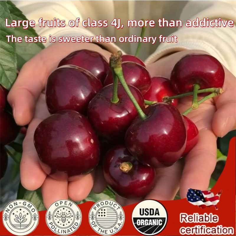 ✨Top Grade & Productive – Chilean Cherry Seeds Straight from Origin🌱