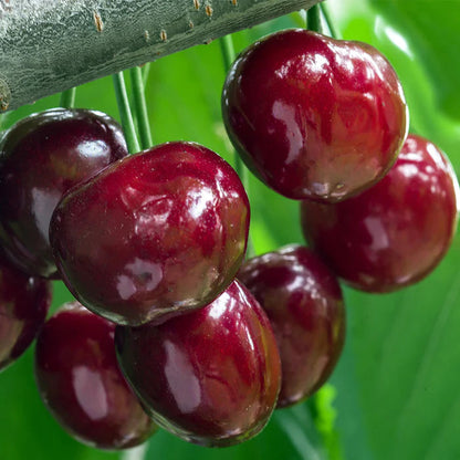 ✨Top Grade & Productive – Chilean Cherry Seeds Straight from Origin🌱