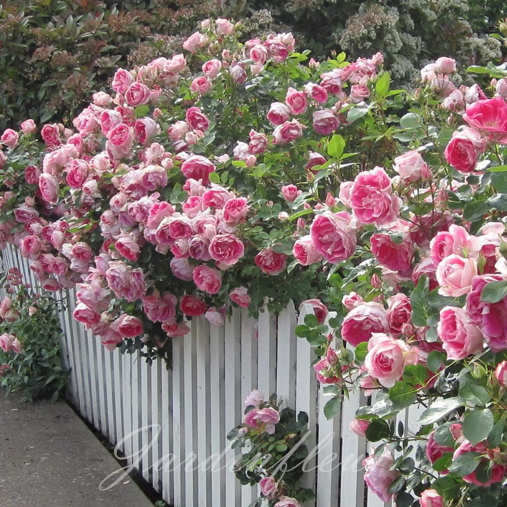 Rose Seeds for Climbing