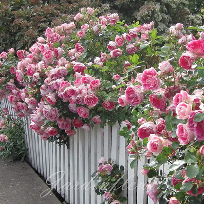Rose Seeds for Climbing