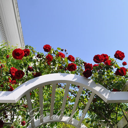 Rose Seeds for Climbing