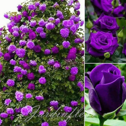 Rose Seeds for Climbing