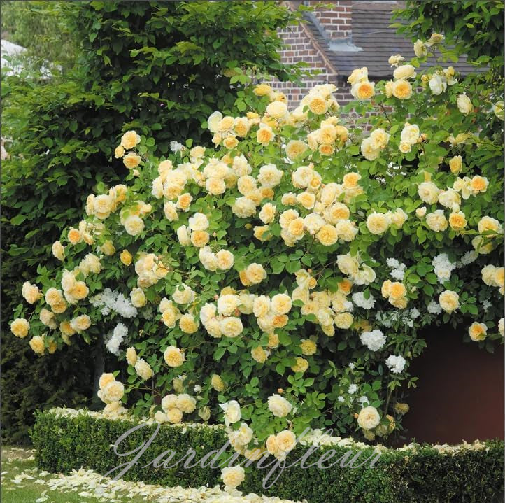 Rose Seeds for Climbing