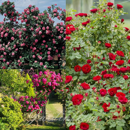 Rose Seeds for Climbing