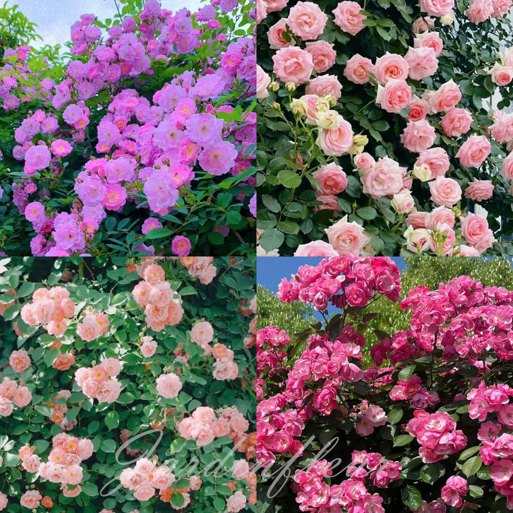 Rose Seeds for Climbing