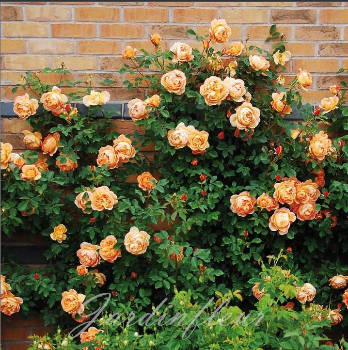 Rose Seeds for Climbing