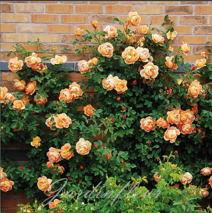 Rose Seeds for Climbing