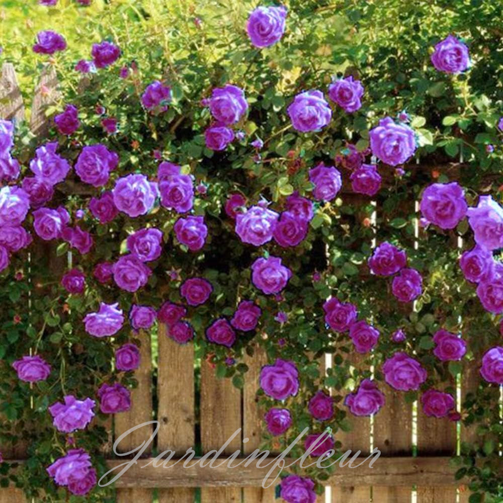 Rose Seeds for Climbing