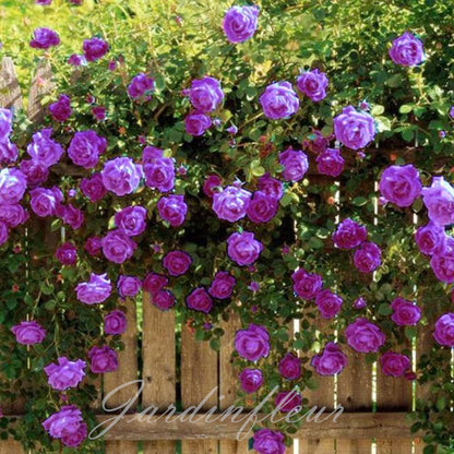 Rose Seeds for Climbing