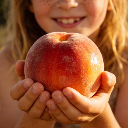 ⏰VIP Shipping Today Only – Ships within 24 hours⏰ 🍑 Heirloom "Honey Red" Dwarf Peach Tree Live Seeds