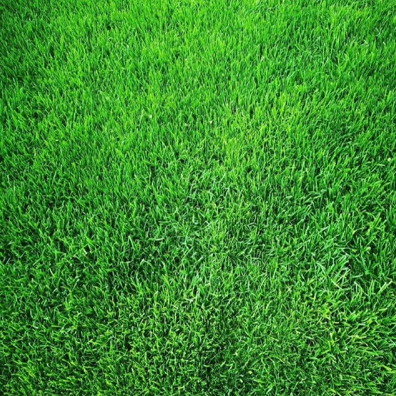 🌱 Evergreen Dwarf Grass for Four Seasons | Create Your Perfect Lawn