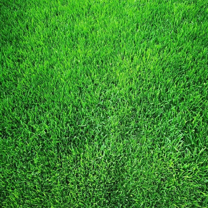 🌱 Evergreen Dwarf Grass for Four Seasons | Create Your Perfect Lawn