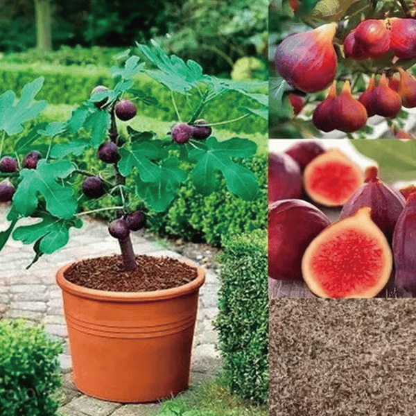 🏆 Over 65,000 Sold! 🌿 Ficus Carica Seeds – Easy to Grow at Home on Your Balcony or Terrace