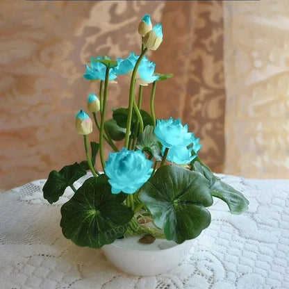 🎁50% Discount🌺Sacred Lotus Flower for Bonsai