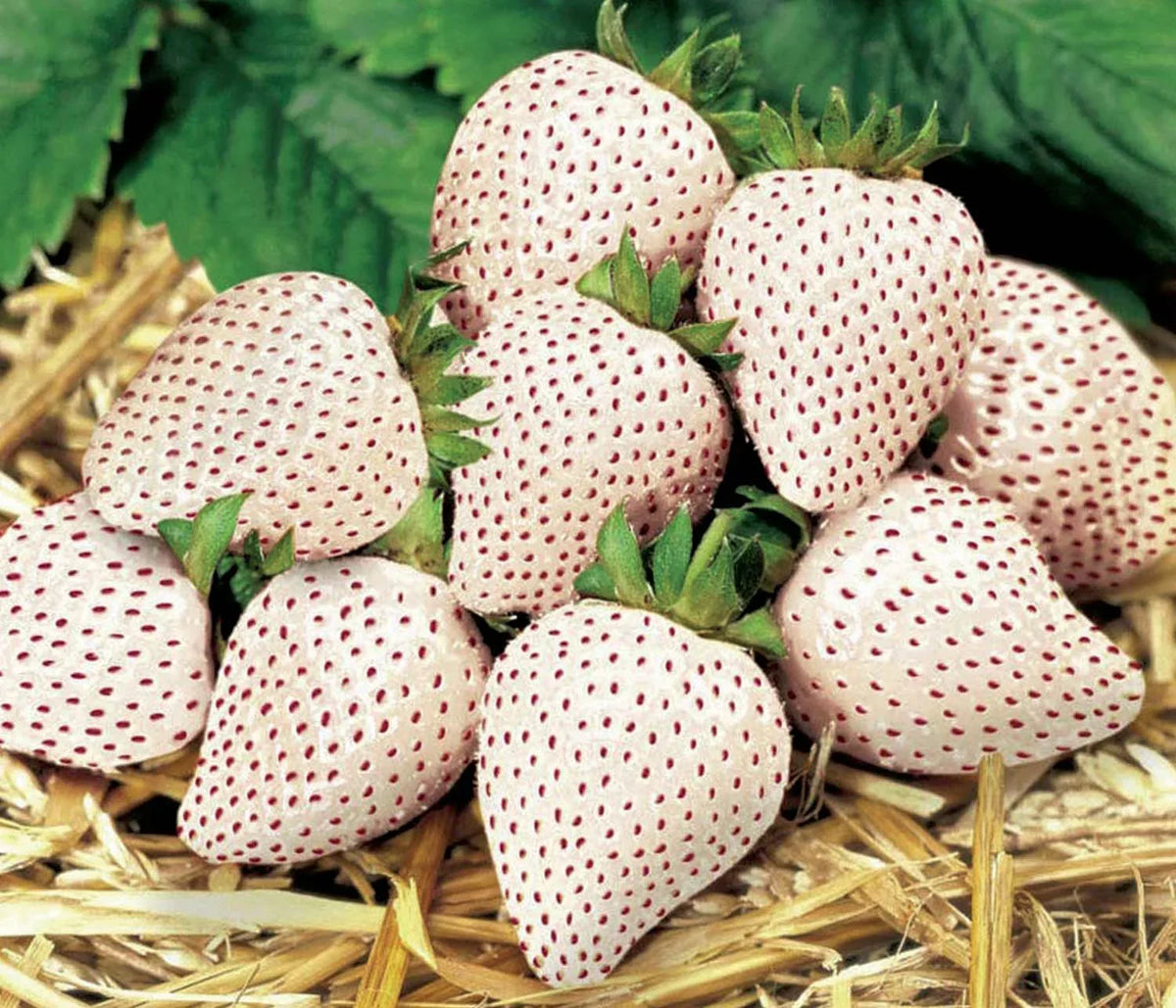 White Cream Strawberry Seeds – Unique, Sweet & Easy to Grow at Home