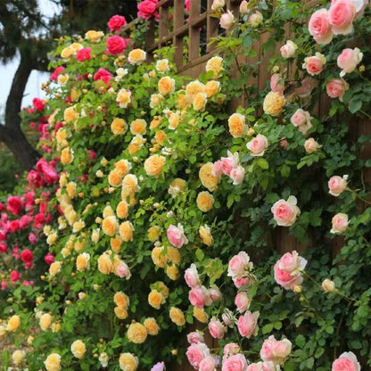 🌹Climbing Rose Flower Vine Seeds