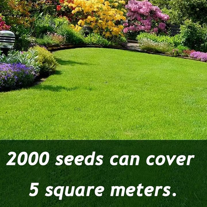 🌱 Evergreen Dwarf Grass for Four Seasons | Create Your Perfect Lawn