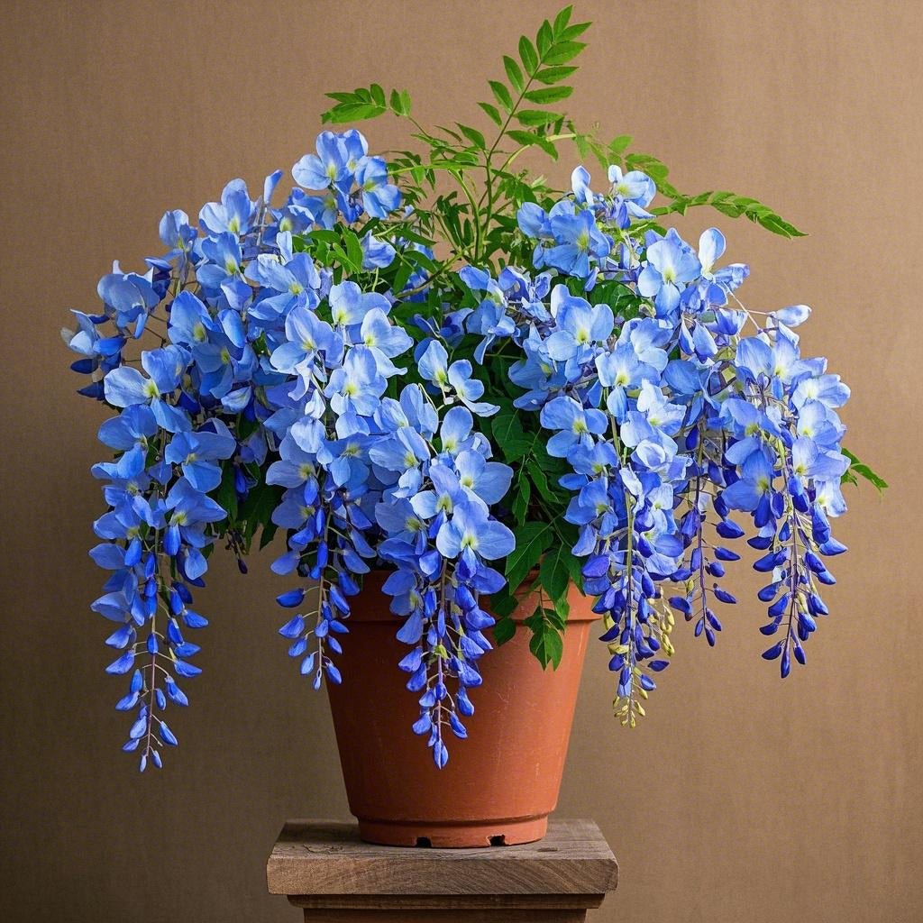 🌈🏠Wisteria Seeds – Create a Beautiful Space & Illuminate Hope💜🌼