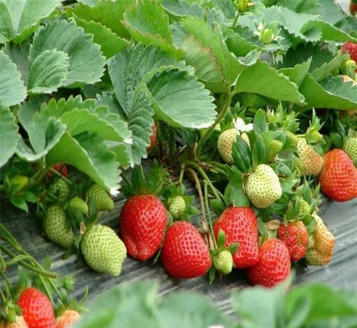 🍓Strawberry Seeds for All-Year Growing