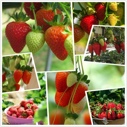 🍓Strawberry Seeds for All-Year Growing